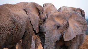 Racun Alami yang Membunuh Ratusan Gajah Afrika di Botswana