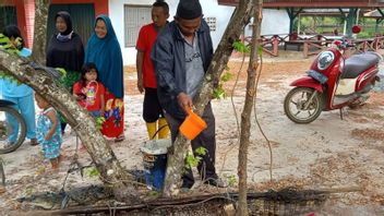 Ketua DPRD Bangka Digigit Buaya Panjang Lebih dari 1 Meter, Saat Ingin Cuci Tangan di Kebun 