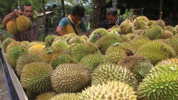 Indonesia Impor Durian Rp58,77 Miliar, Paling Banyak dari Malaysia dan Thailand