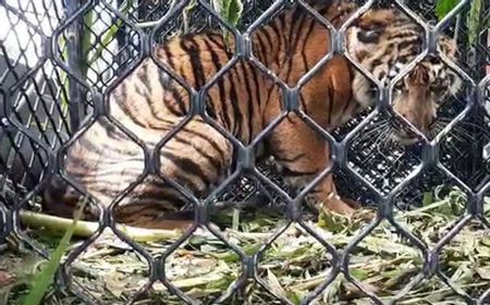 Harimau Sumatra Masuk ke Perkebunan, Tim BKSDA Aceh Lakukan Penggiringan