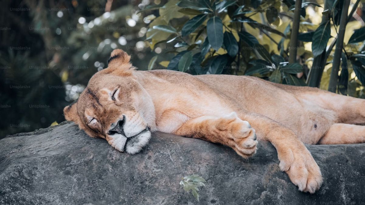 Faunaland Ancol Lion Viral Walks Stuck, Manager Calls Birth Congenital Defs