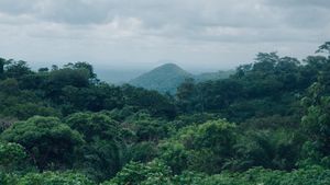 Fakta Mencengangkan Bioma Hutan Hujan Tropis yang Jarang Diketahui
