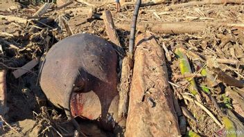 アチェ州ピディジャヤで洪水によるゾウの死体が発見