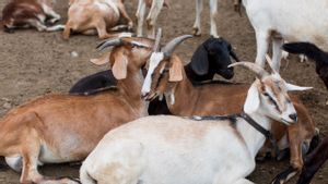 Types of Sacrificial Animals and Their Legal Requirements According to Islamic Law