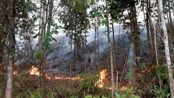 566 Potential Forest And Land Fires Monitored In East Kalimantan, 199 Points Are In Kutai Kartanegara, Neighbor Of IKN