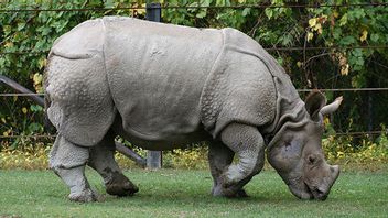 林业部声称,只有印度尼西亚才能保护爪哇巴达克