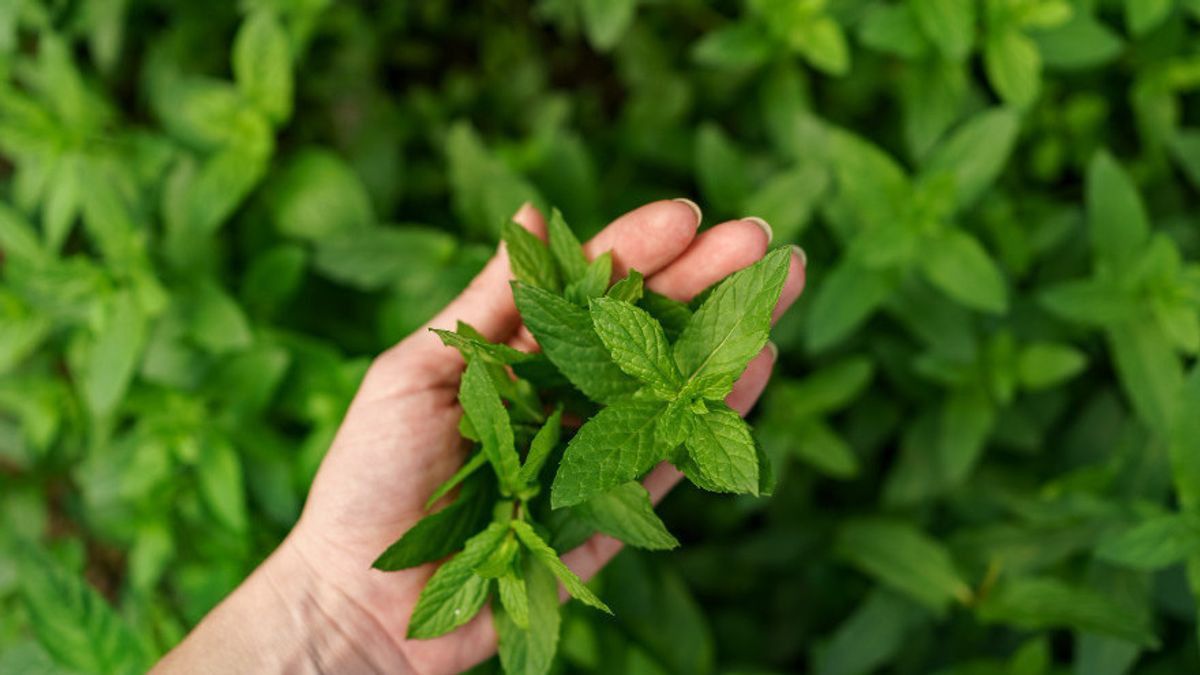 家族の健康を維持するために家の庭に植えるのが好きな薬用植物の種類