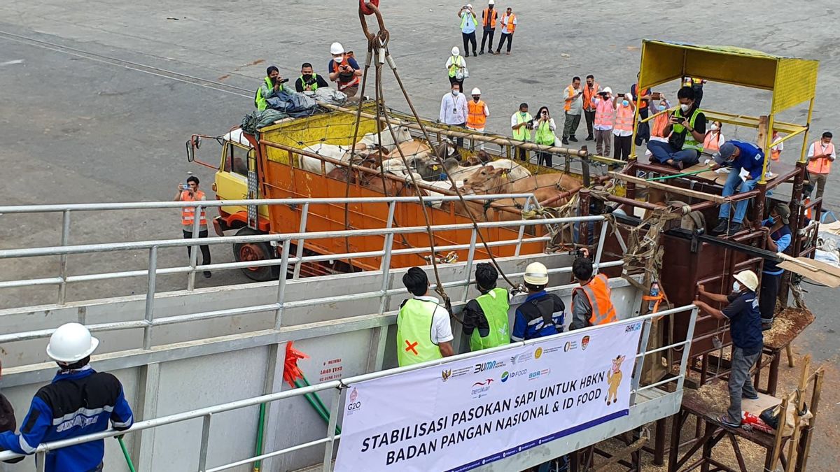 Meeting The Needs Of Ramadan And Eid, PT Berdikari Is Ready To Mobilize Cattle To Greater Jakarta And Greater Bandung