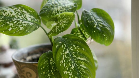 6 types de plantes tropicales qui peuvent vivre dans l’espace