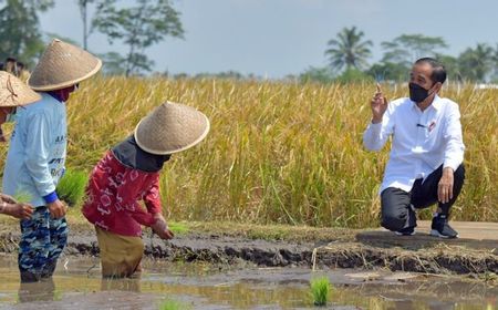 Kado HUT Kemerdekaan Indonesia ke-77 dari IRRI: Kita Mampu Swasembada Beras