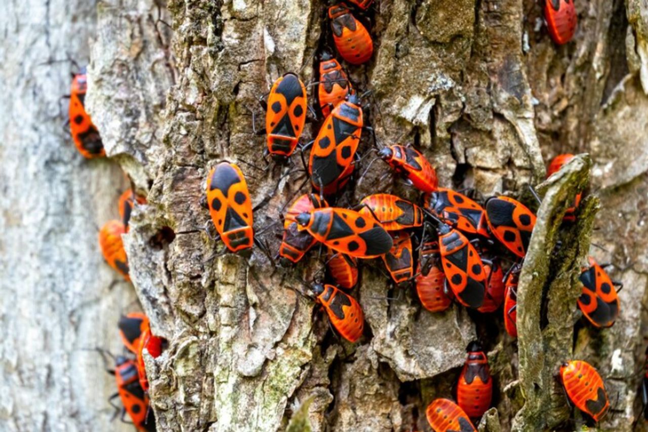 地球上で最も多くの6種の動物