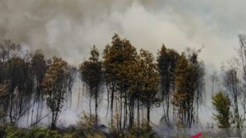 ベリトゥンの5ヘクタールの泥炭地が焼失