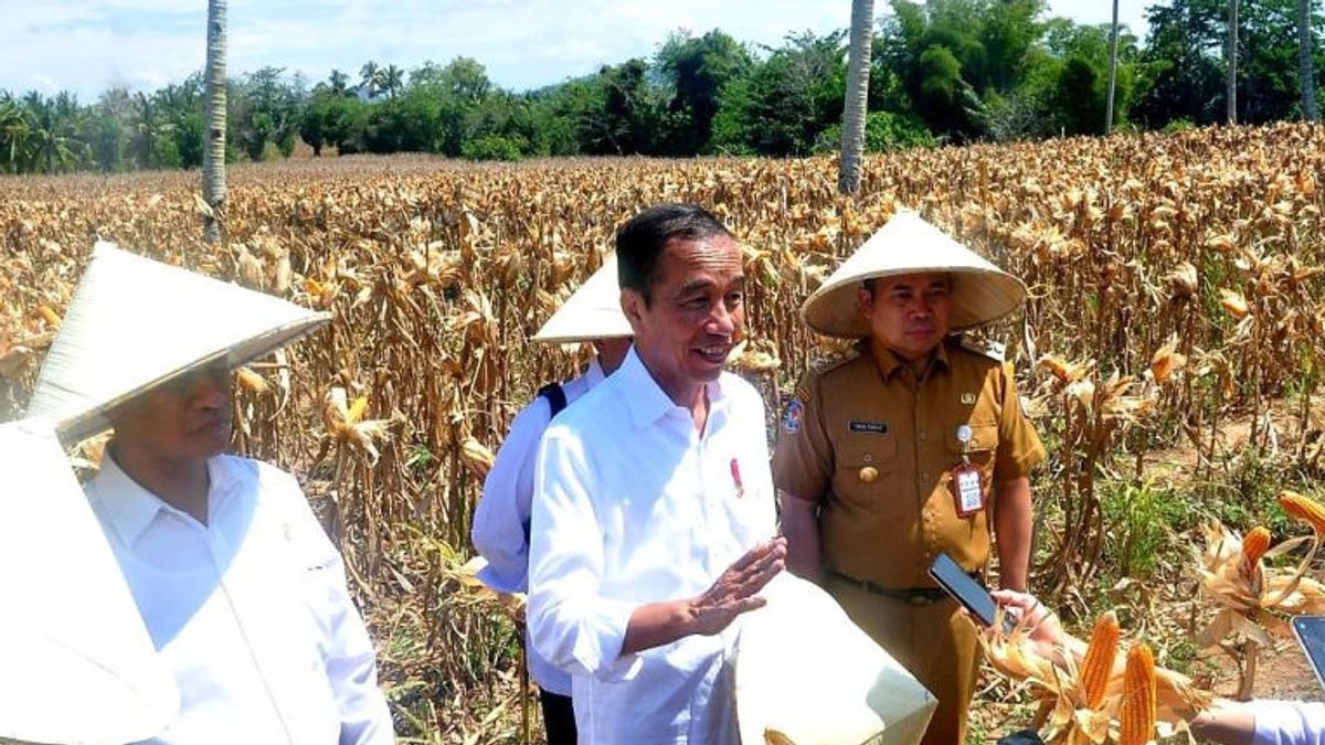 Jokowi Panen Jagung à Gorontalo lors du procès du verdict sur le contestation du président au tribunal de détermination du décret