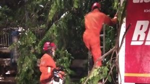 Hujan Deras, Pohon Besar di Jalan Panjang Kebon Jeruk Tumbang