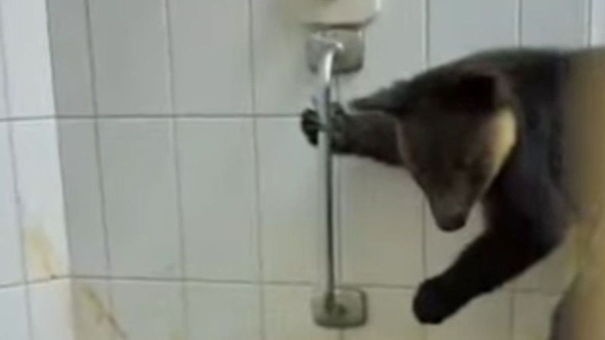 Penyelundupan 114 Satwa Liar di Pelabuhan Ahmad Yani Berhasil Digagalkan BKSDA Maluku