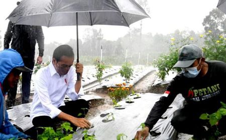 Presiden Jokowi Tanam Cabai di Tengah Guyuran Hujan di Wonosobo