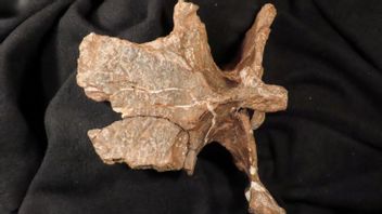 科学家在阿根廷发现小臂恐龙化石