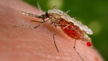 1897年8月20日，历史上第一个疟疾发现纪念世界蚊子日
