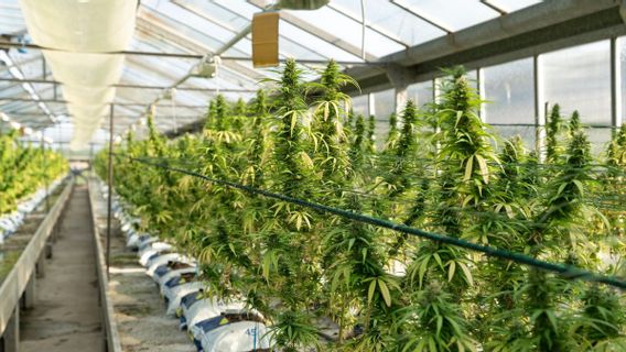 Untuk Pertama Kalinya Kebun Ganja Ditemukan di London Inggris