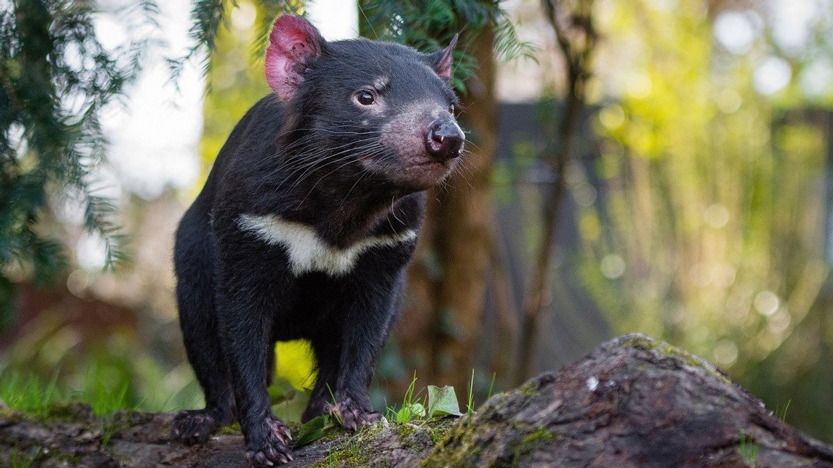 3 000年後に初めて オーストラリアの野生で生まれたタスマニアの悪魔