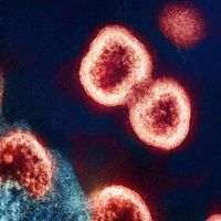 6 Penumpang Australia Terinfeksi Hantavirus dalam Kondisi Sehat