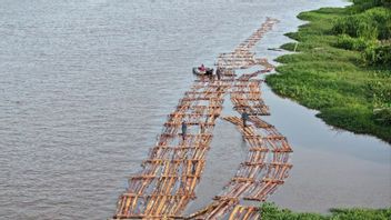 Pembalakan Liar Terbongkar, 600 Batang Kayu Ilegal Diamankan di Ketapang