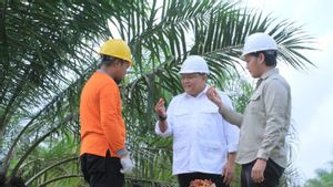 Musi Banyuasin Rencanakan Program Peremajaan Sawit, Targetkan 52.000 Hektar pada 2024