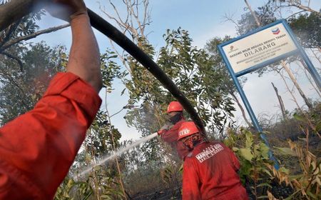 Chevron Bantah BPBD soal Hutan Lindung Perusahaan di Riau Terbakar