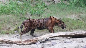 Harimau Sumatera 'Turun Gunung' Mangsa Seekor Anjing Warga di Agam Sumbar