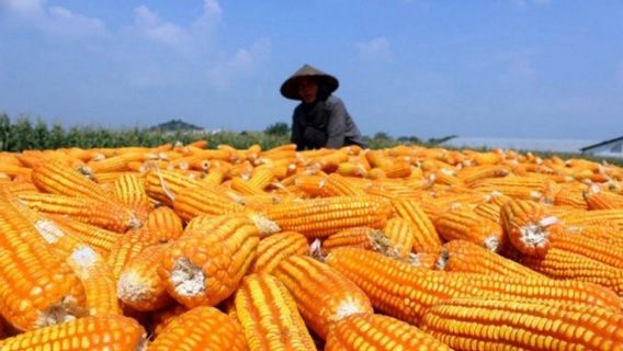 上游玉米购买参考价格为每公斤5,000印尼盾