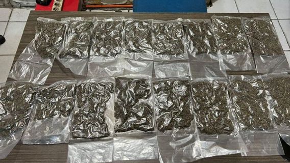 Lihat Polisi Justru Pacu Motor, 2 Pengguna Bawa 16 Paket Ganja Ditangkap di Jayapura 
