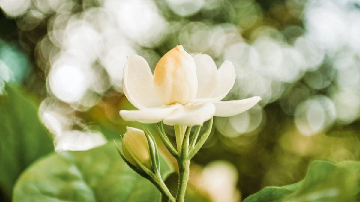 5 Tanaman Hias dengan Bunga Berwarna Putih dan Menguarkan Wangi