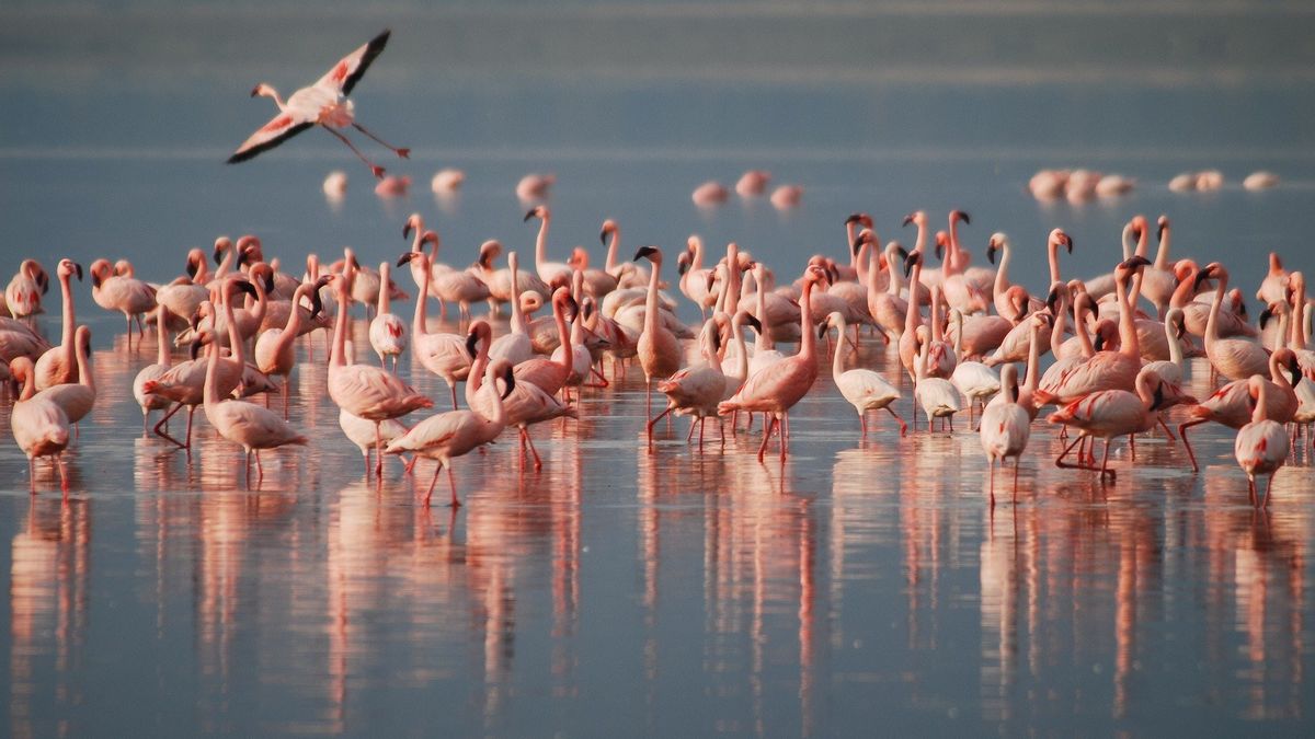 Seeing Thousands Of Flamingos Enjoying Clean Air In India