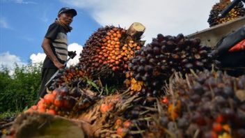 Pengusaha Sawit di Sektor Hilir Wajib Punya Sertifikat Berkelanjutan Mulai 2027