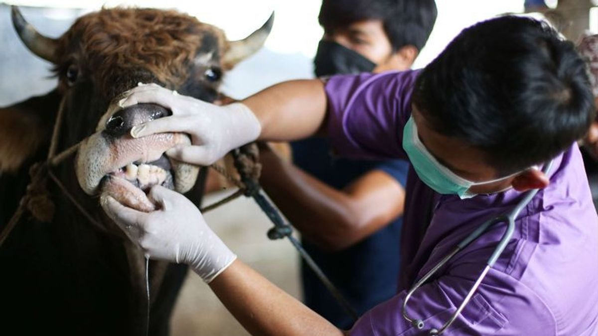 西カリマンタンは、6,000頭の家畜にビタミンを含むFMDワクチンを3万回分供給