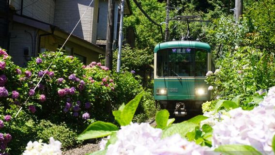 Pesona Bunga Hortensia Kala Musim Panas di Jepang