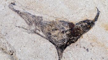 New Fossil in China Reveals More Complex Life Evolved Earlier