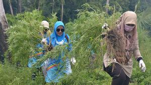 BNN Cabut dan Bakar Ganja yang Tertanam di tengah 3,5 Hektare di Ladang Aceh Besar