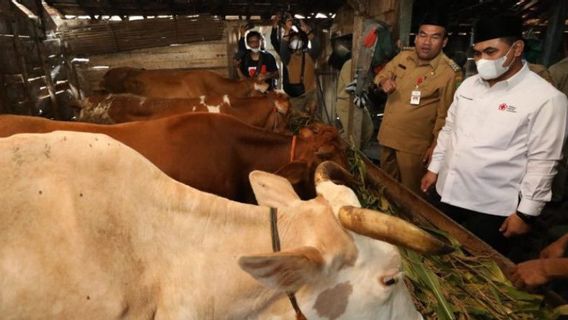 Unique, Breeders In This Area Make Traditional Ingredients To Prevent PMK