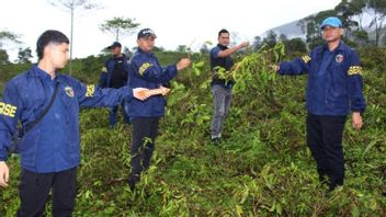7.500 M2 de jardins de thé à Cikajang Garut seront plantés de légumes, 3 agresseurs arrêtés