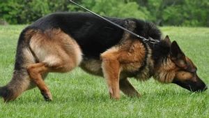 6 Jenis Anjing Pelacak dalam Operasi Pencarian dan Penyelamatan