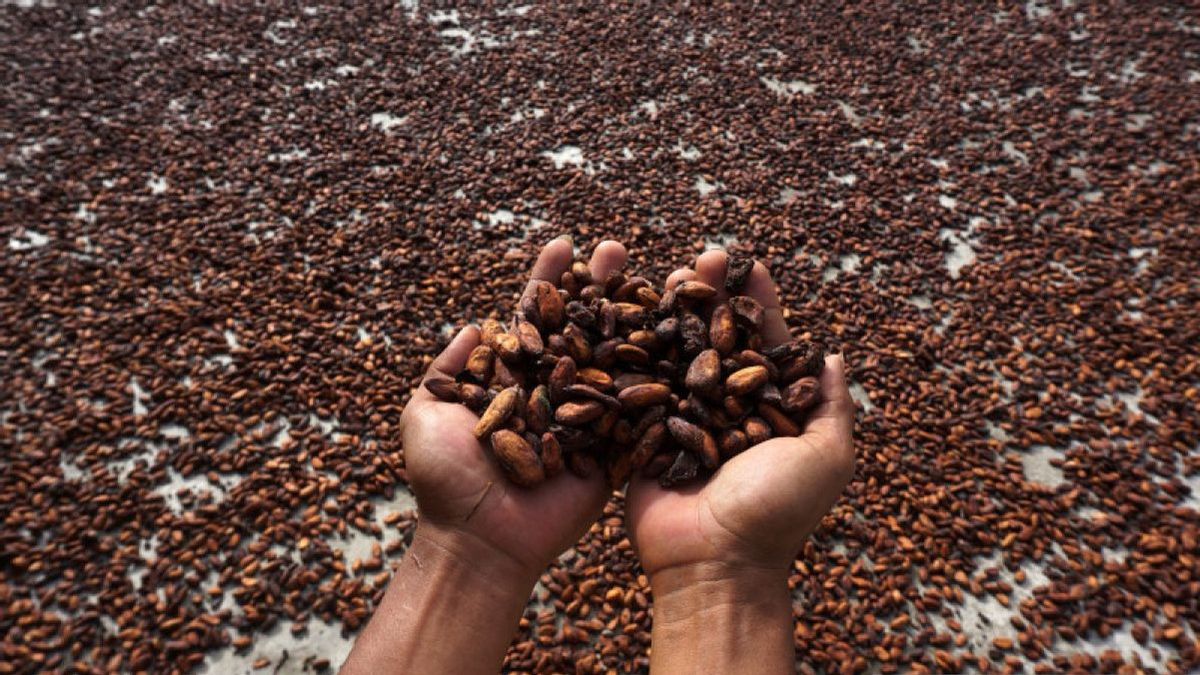 Kembangkan Industri Hilir Olahan Kakao, Kemenperin Bakal Lakukan Ini