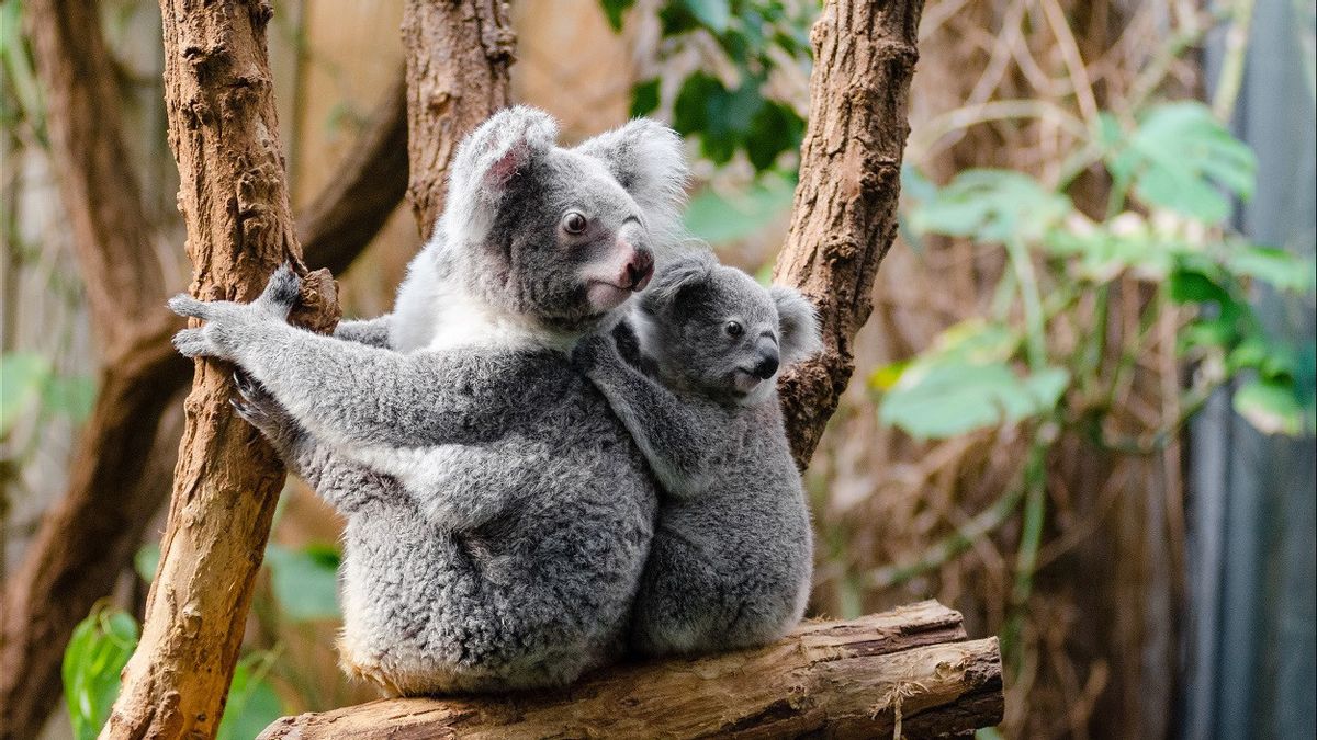 Scientist: Freezing Koala Sperm Could Save Them From Extinction
