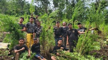Polisi Buru Pemilik 2 Hektare Ladang Ganja di Empat Lawang Sumsel