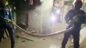 Petugas Evakuasi Ular Piton Sepanjang 5 Meter dan Ular Kobra Bersarang di Rumah Warga