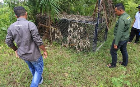 Petani Sawit di Aceh Selatan Terluka Dicakar Harimau, BKSDA Siapkan Operasi Penangkapan dengan Senjata Bius