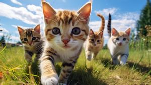 Pulau Kucing di Jepang: Surganya Para Pecinta Kucing yang Unik dan Menawan