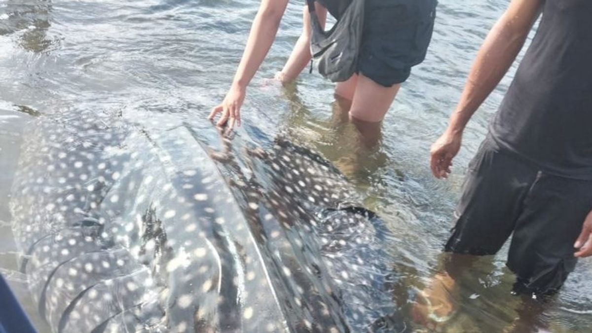 搁浅在拉兰图卡海滩的鲸鲨再次被释放到海中