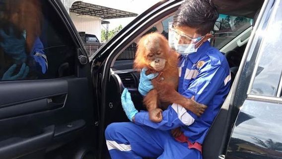 Polres Subulussalam Mengamankan Anak Orang Utan yang Berkeliaran di Permukiman Warga