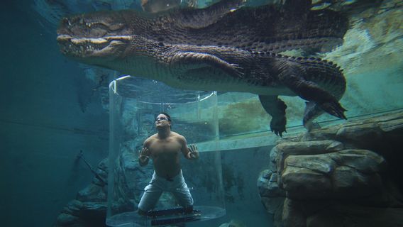 Unik Tapi Seram, Berenang dengan Buaya di Australia